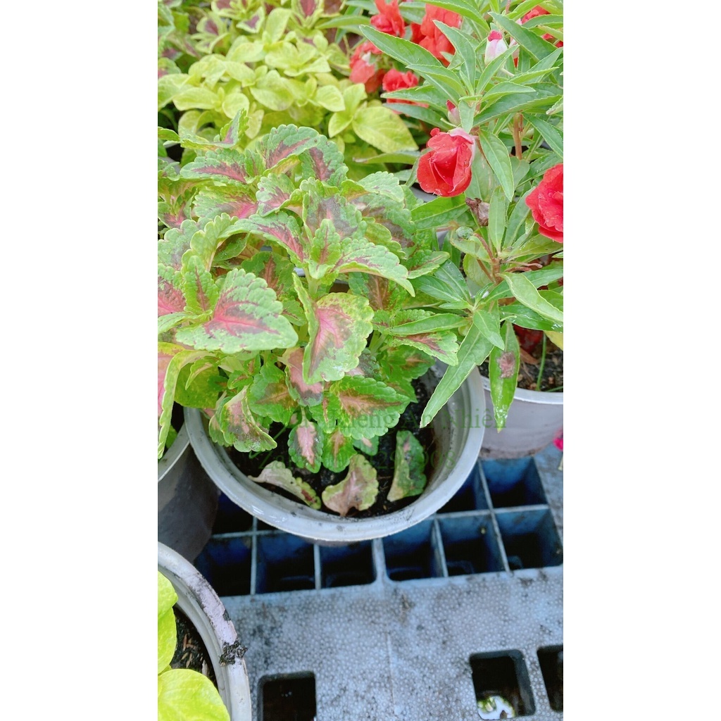 Chậu Cây Lá Gấm