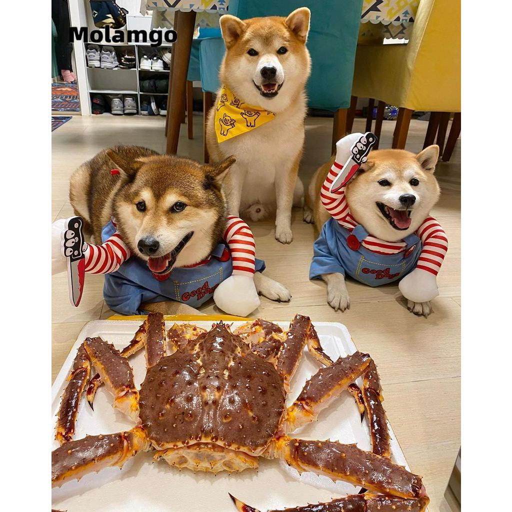 Bộ đồ hóa trang dịp lễ Halloween vui nhộn dành cho thú cưng