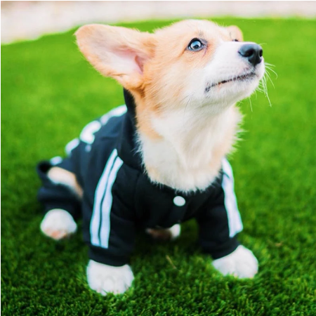Quần áo cho thú cưng Bulldog Pháp Trang phục cho chó con Trang phục cho thú cưng Áo liền quần Chihuahua Pug Vật nuôi cho chó Quần áo cho chó nhỏ vừa