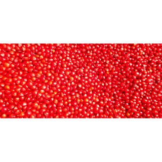Hạt giống cẩm Thái Lan