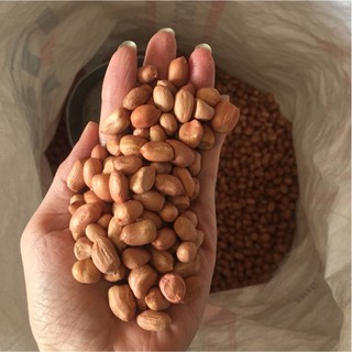 Lạc Trắng Ngon Sạch, Thơm Bùi