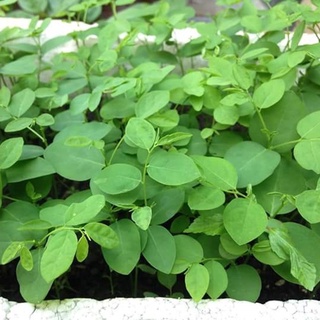 hạt giống rau ngót 30 hạt