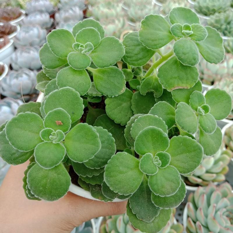 Sen Thơm - Chậu Cây Cảnh