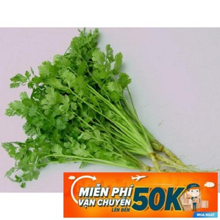 20g Hạt giống Ngò Rí