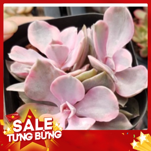 sen đá Hồng cánh tròn var bụi🍏 |FREESHIP| 🔥 XỨ NÓNG, ĐÃ THUẦN KHÍ HẬU, KHOẺ ĐẸP 🍏 LỖI 1 ĐỔI 1