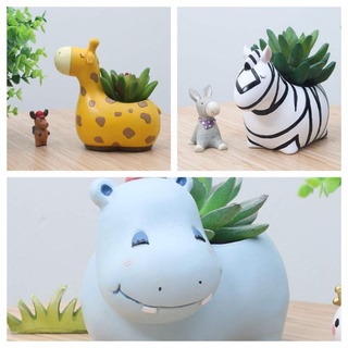 Chậu trồng sen đá Chậu thú