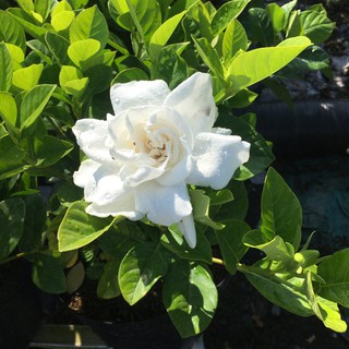 💙Cây giống hoa bạch thiên hương - Cây trong bầu