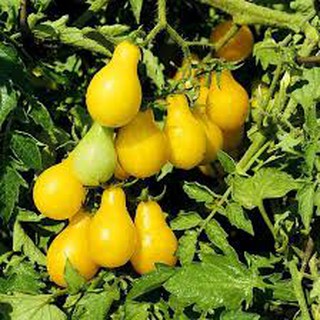 10 hạt giống cà chua quả lê vàng