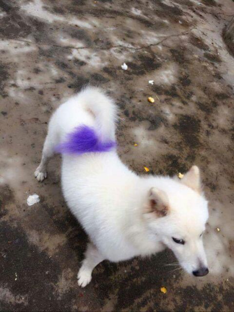 Thuốc nhuộm lông cho cún