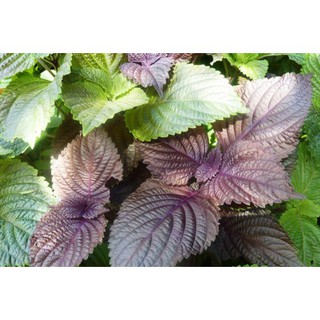 1KG BỘT TÍA TÔ NGUYÊN CHẤT GIẢM BÉO