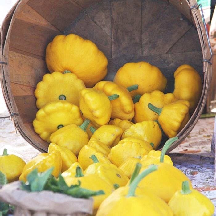 Hạt Giống Bí Đĩa Bay Màu Vàng 5 hạt