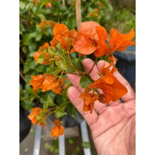Cây 🌲 Hoa giấy ♌ leo giàn siêu hoa
