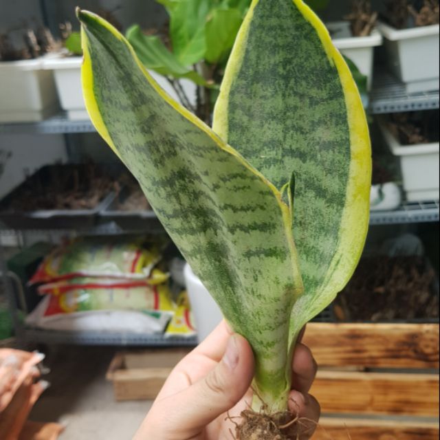 Lưỡi Hổ Cọp 1 Cây