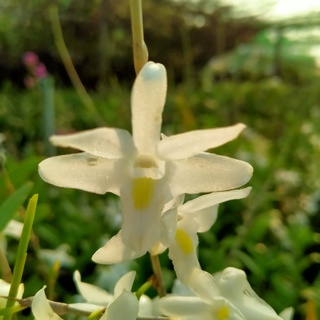Hoa lan Bạch Câu
