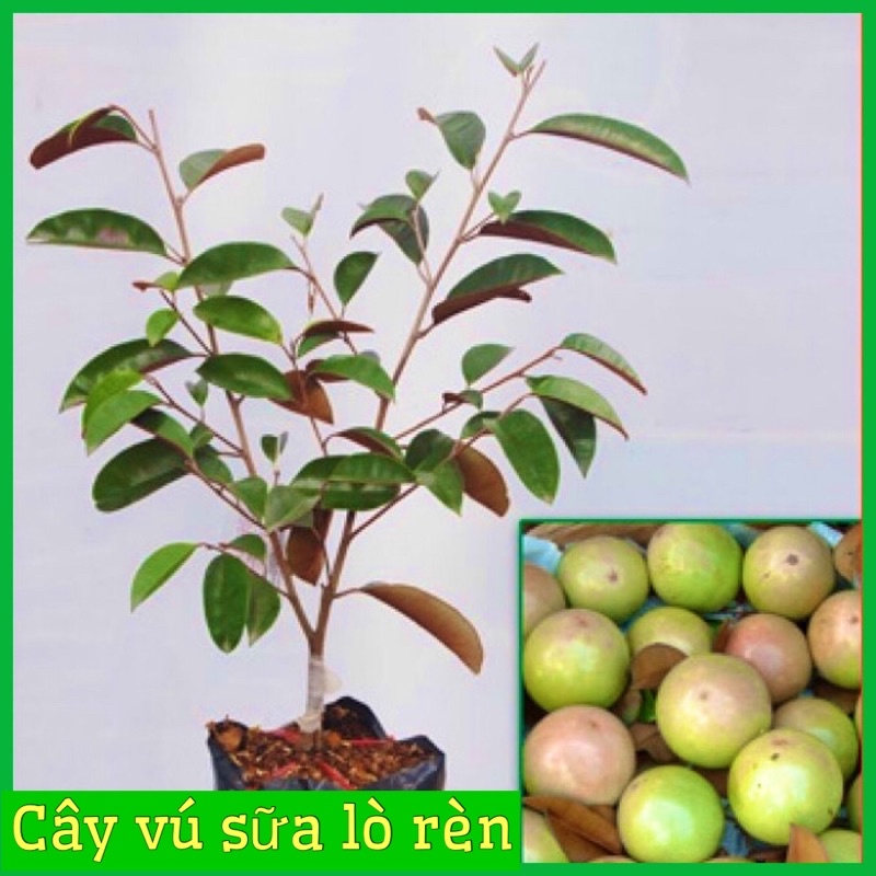 Cây giống vú sữa tím lò rèn quả to ít hạt vị thơm ngọt( cây ghép )