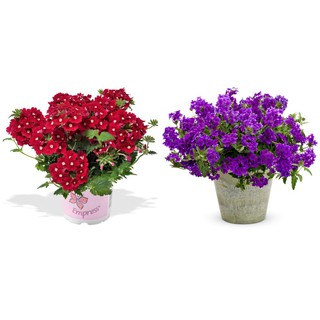 Hạt giống hoa cúc indo 50 hạt