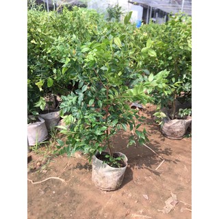 Cây giống Nho gỗ tứ quý size nhỡ