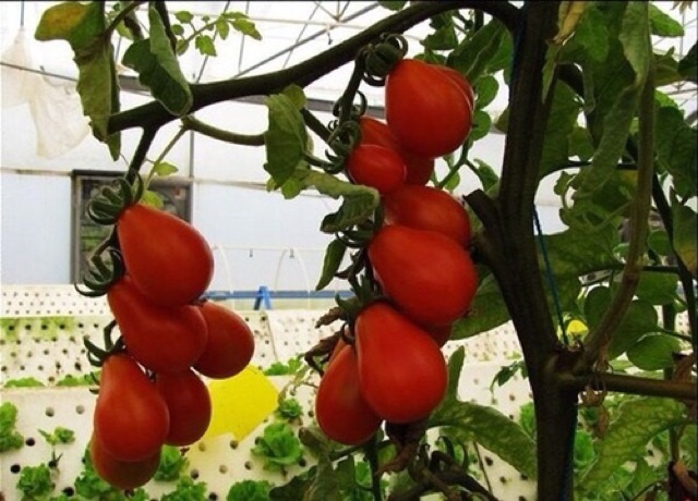 Hạt giống cà chua trái lê đỏ nhập khẩu