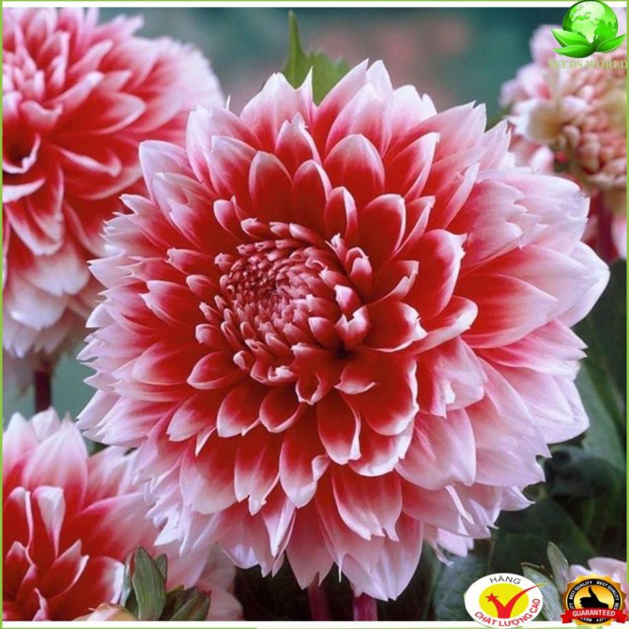 Hạt Giống Hoa Thược Dược Siêu To Mix Đủ Màu