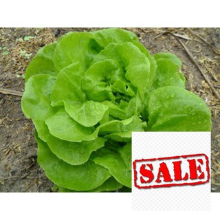 Gói 5 gr hạt giống xà lách chịu nhiệt SALE