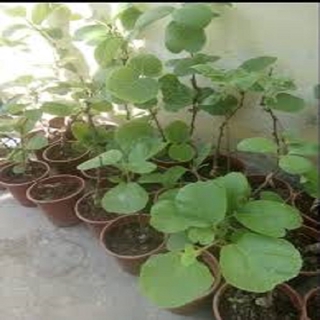 Cây giống kiwi leo giàn ruột xanh dòng quả sớm, cam kết chuẩn giống f1 + tặng 02 cây nhót ngọt