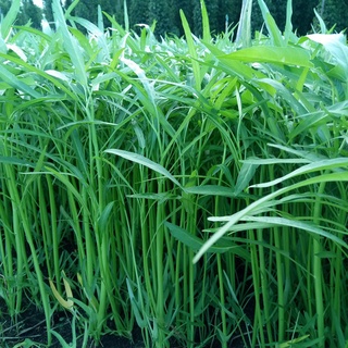 50G HẠT GIỐNG RAU MUỐNG LÁ TRE PHÚ NÔNG