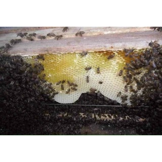 MẬT ONG HOA BẠC HÀ CHẤT LƯỢNG 🐝🐝