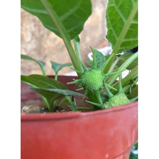 Cây mặt trời thân củ Dorstenia