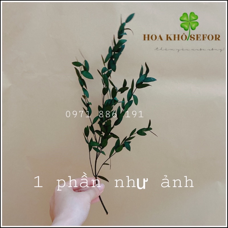 Hoa lá khô bạch đàn ❤️ trang trí cắm hoa, decor nhà cửa, chụp hình sản phẩm