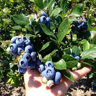 Cây việt quất bốn mùa