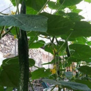 Dưa chuột kiếm DÀI