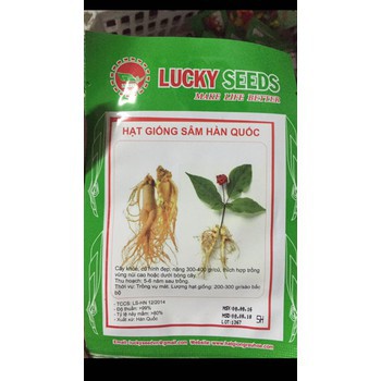 Hạt giống nhân sâm hàn quốc