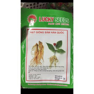 Hạt giống nhân sâm hàn quốc