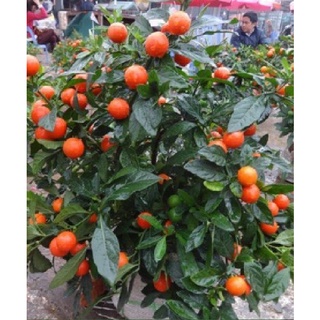 Hạt giống Ớt kiểng tròn ( ớt bi ) gói 30 hạt