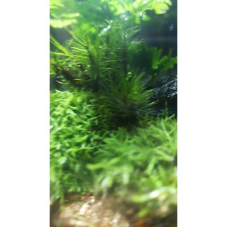 Hộp Rêu HAIRCAP làm terrarium