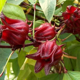 [Seeds] Hạt giống atiso đỏ (BỤP GIẤM) gói 20 hạt nảy mầm