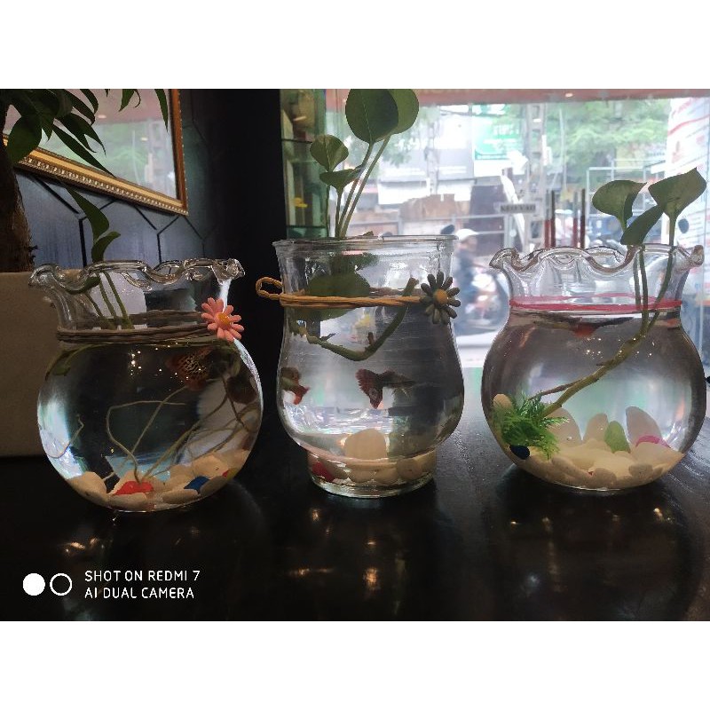 Bình Thủy Tinh Nuôi Cá - Trồng Cây
