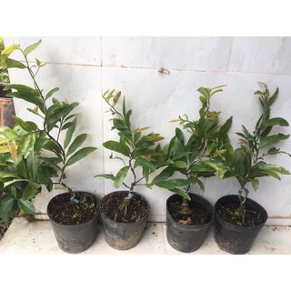 combo 2 mai cúc thọ hương