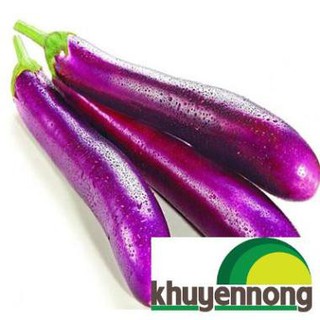 30 hạt giống cà tím dài