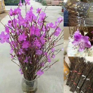 2 bó Hoa Đỗ quyên nở 100% cam kết hàng có sẵn.Sỉ SLL