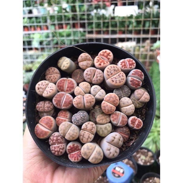 [MUA 10 TẶNG 1- FREESHIP] BÁN LẺ SEN ĐÁ MÔNG, THẠCH LAN, LITHOPS, SEN ĐÁ BÁN LẺ, nhiều màu sắc (giao ngẫu nhiên)