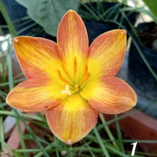 Củ huệ mưa Crimson sunset sz tên, chuẩn tag