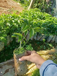 Cây giống lan tỏi leo