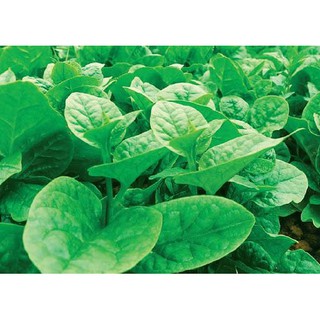 Hạt Giống Mồng Tơi RaDo 38 -20 gr