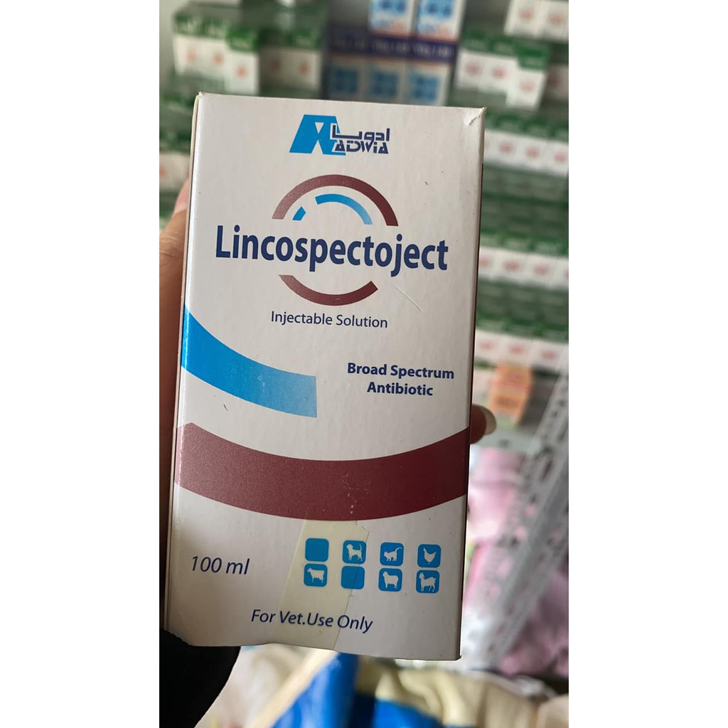 [ Hàng Chính Hãng] Lincospectoject [100 ml] Gà đá