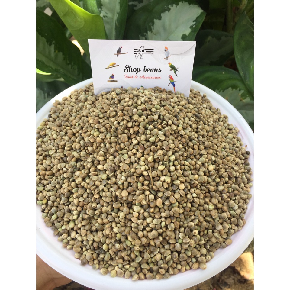 Hạt h.e.m.p (gai dầu) cho chim cảnh, vẹt trung và lớn bị 1kg (láng tròn)