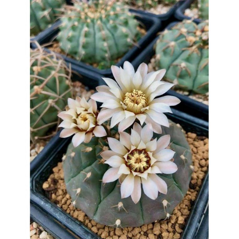 Sale 50%- Xương Rồng Bayria , chậu 5cm.