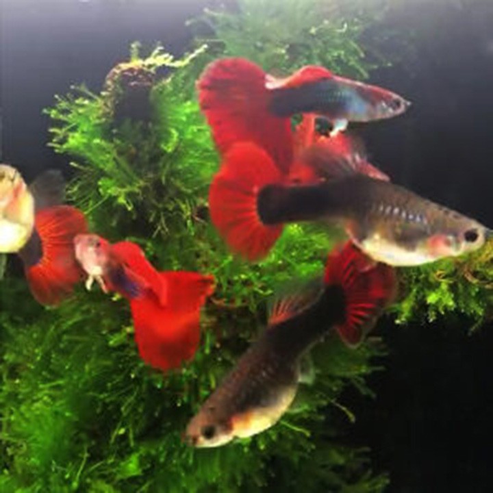 CÁM GUPPY HD RED ROSE BDS