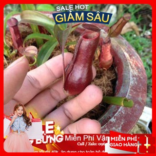 Hạt giống cây nắp ấm - 5 hạt / gói