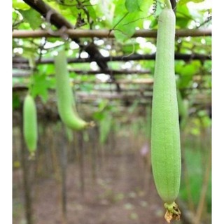 Hạt giống Mướp hương